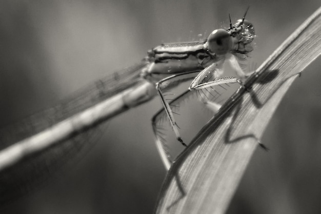 Foto prossimo piano di una libellula su una foglia