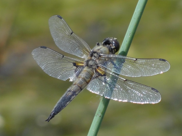 Foto prossimo piano di una libellula su una foglia