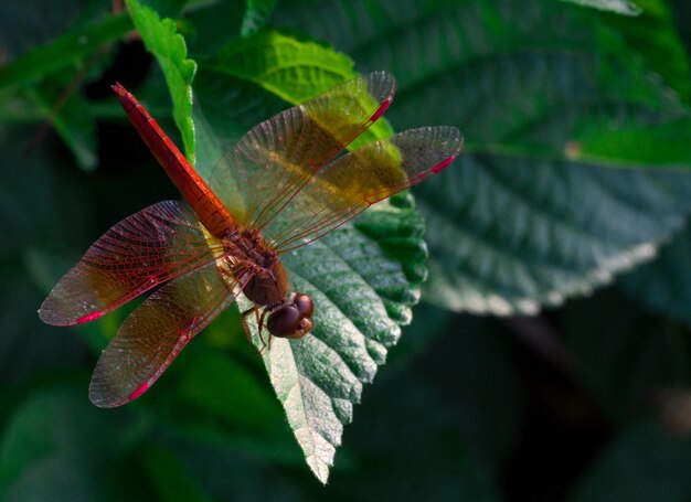 Close-up of dragonfly on leaf