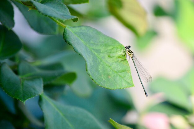 Foto prossimo piano di una libellula su una foglia