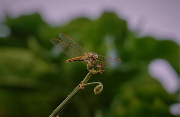 Close-up of dragonfly on leaf