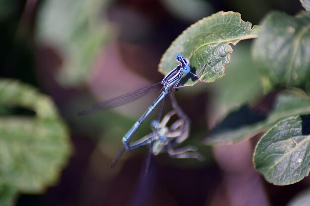 Foto prossimo piano di una libellula sulla foglia