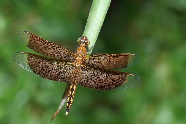 Photo close-up of dragonfly on leaf