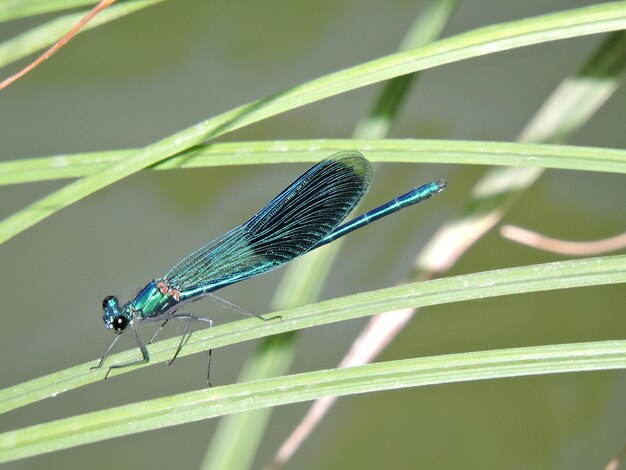 Photo close-up of dragonfly on leaf