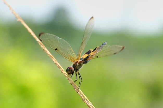 Close-up of dragonfly on leaf