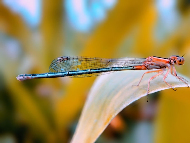 Foto prossimo piano di una libellula su una foglia