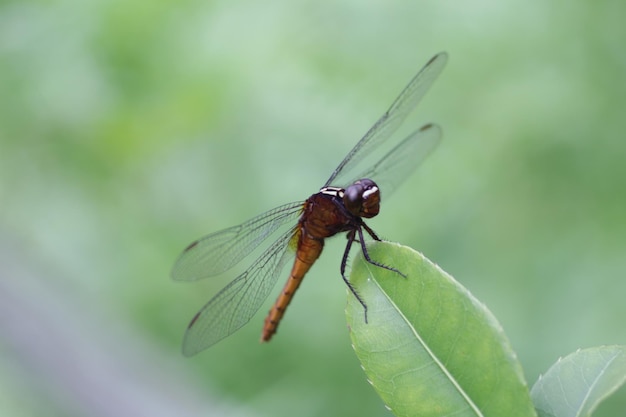 Close-up of dragonfly on leaf