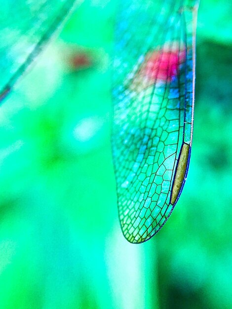 Close-up of dragonfly on leaf