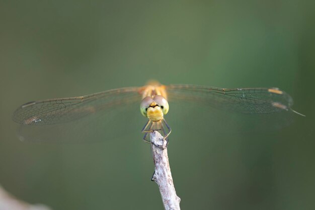 Photo close-up of dragonfly on leaf