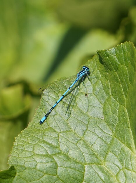 Foto prossimo piano di una libellula su una foglia