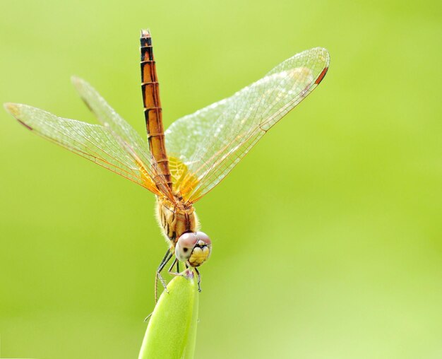 Photo close-up of dragonfly on leaf