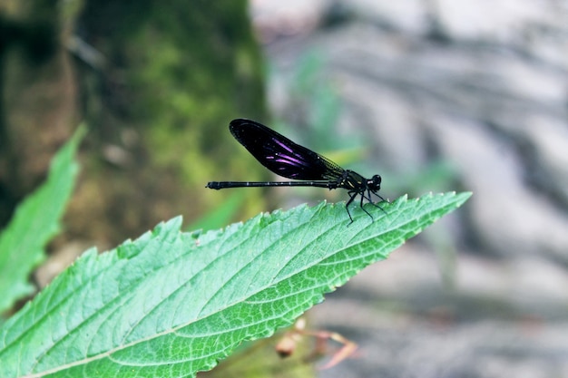 Primo piano, libellula su una foglia