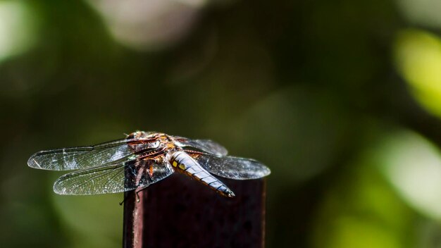 Foto close-up di libellula su metallo