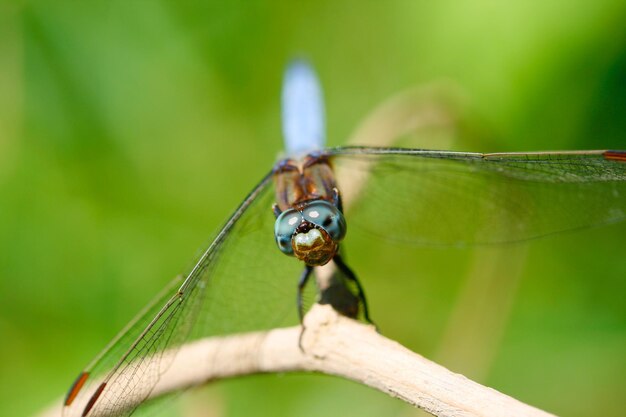 Close-up of dragonfly perching on leaf