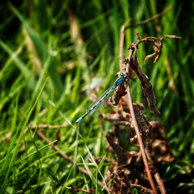 Foto prossimo piano di una libellula appollaiata su una pianta