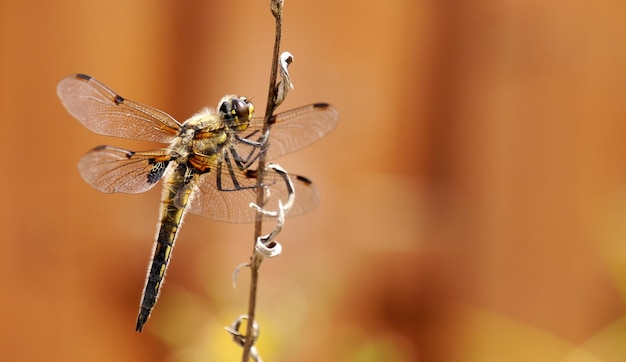 close-up of dragonfly perching on plant