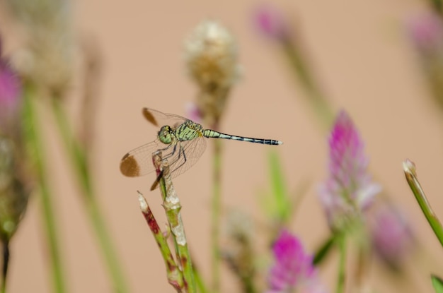 Photo close-up of dragonfly perching on plant