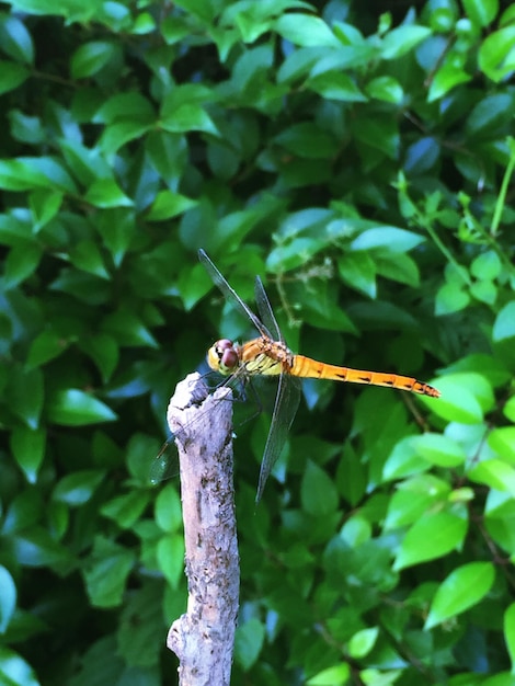 Photo close-up of dragonfly perching on stick against plants