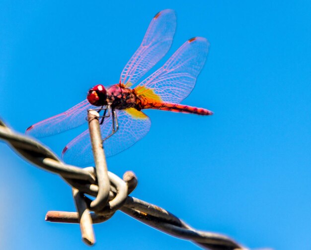 Close-up of dragonfly on plant against blue sky