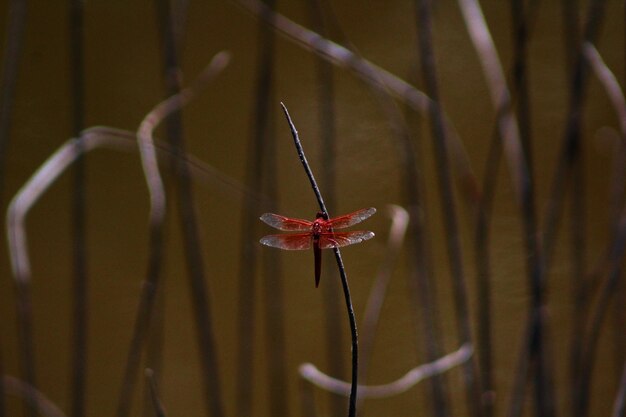 Photo close-up of dragonfly on plant