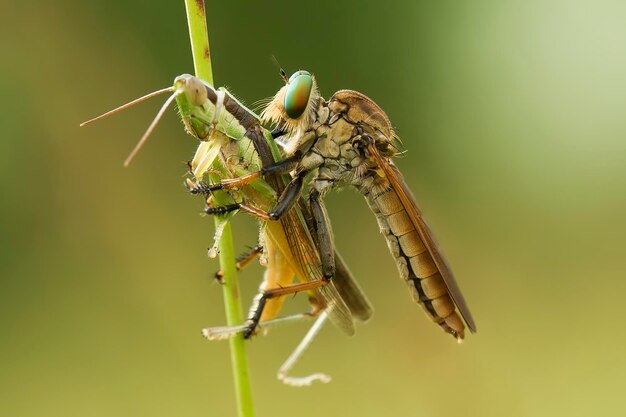 Foto prossimo piano della libellula sulla pianta