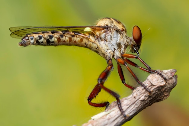 Foto prossimo piano della libellula sulla pianta