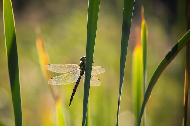 close-up of dragonfly on plant