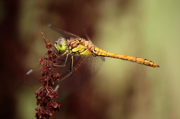close-up of dragonfly on plant