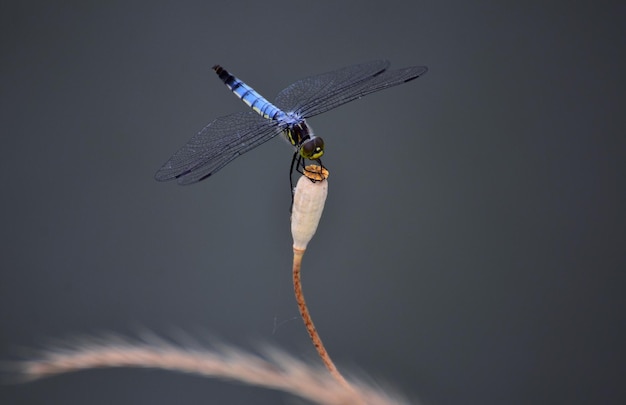 Photo close-up of dragonfly on plant