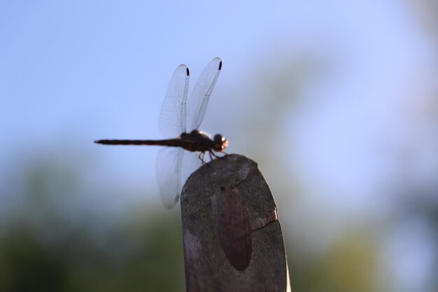 Close-up of dragonfly on plant