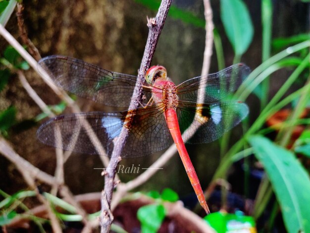 Close-up of dragonfly on plant