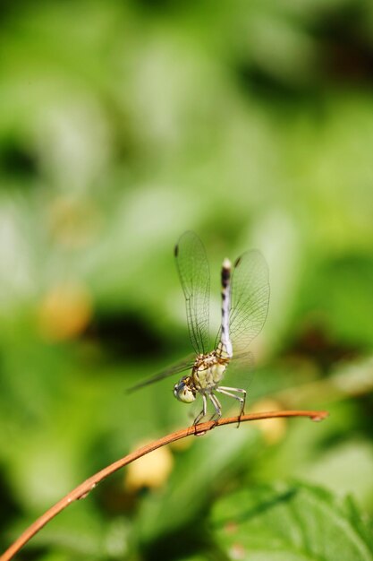 Foto prossimo piano della libellula sulla pianta