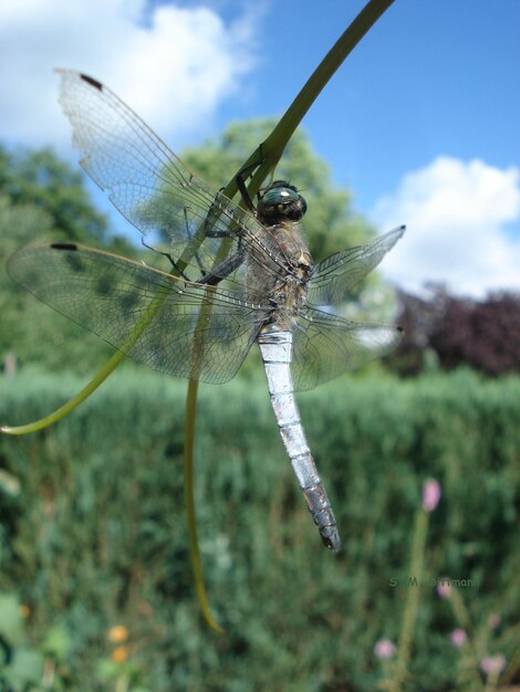 Foto prossimo piano della libellula sulla pianta