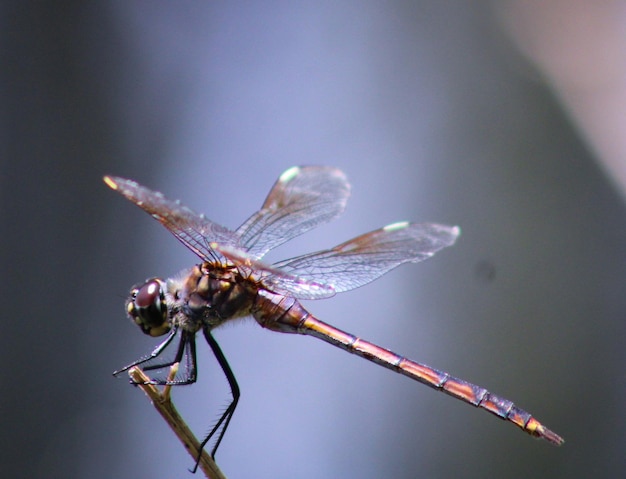 Foto prossimo piano della libellula sulla pianta