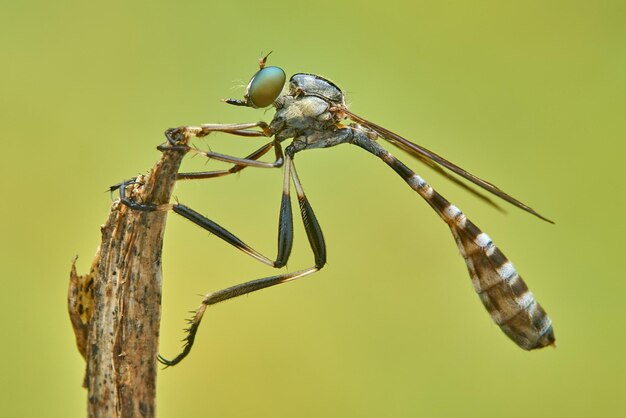 Foto prossimo piano della libellula sulla pianta