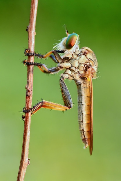 Photo close-up of dragonfly on plant