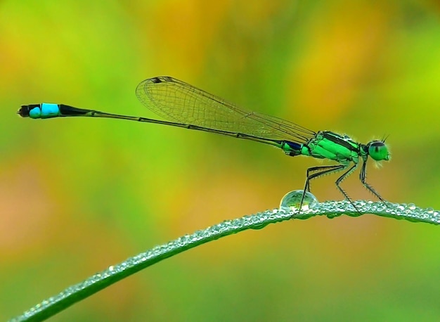 Photo close-up of dragonfly on plant