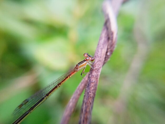 Close-up of dragonfly on plant