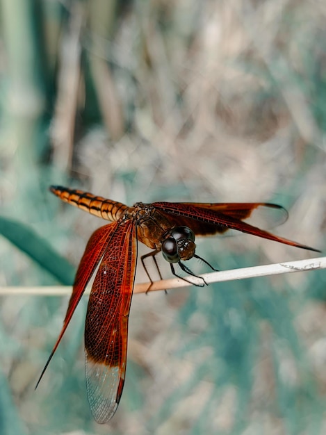 Foto prossimo piano della libellula sulla pianta