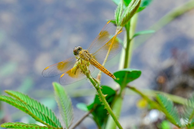 Foto prossimo piano della libellula sulla pianta