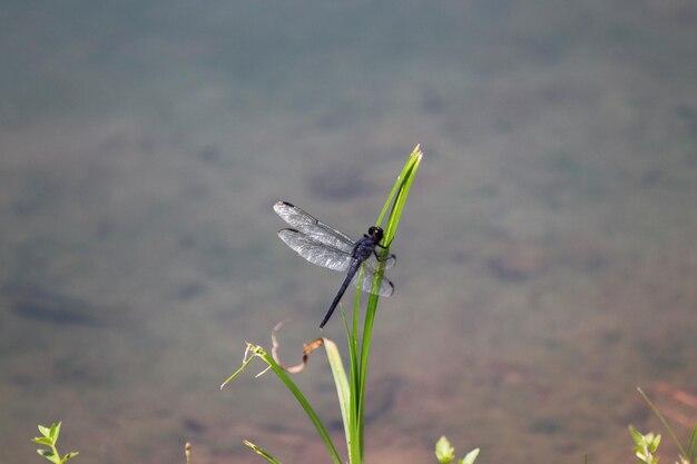 Photo close-up of dragonfly on plant