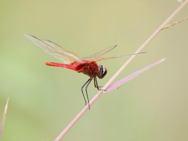 Close-up of dragonfly on plant