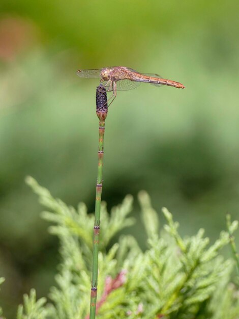 Photo close-up of dragonfly on plant