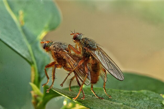 Close-up of dragonfly on plant