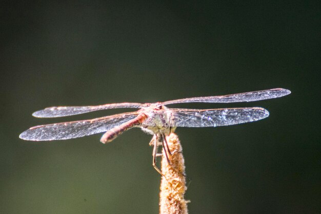 Foto prossimo piano della libellula sulla pianta