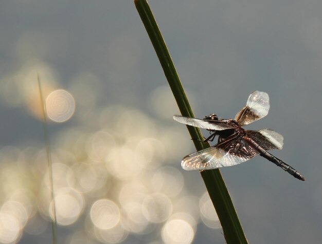 Photo close-up of dragonfly on plant