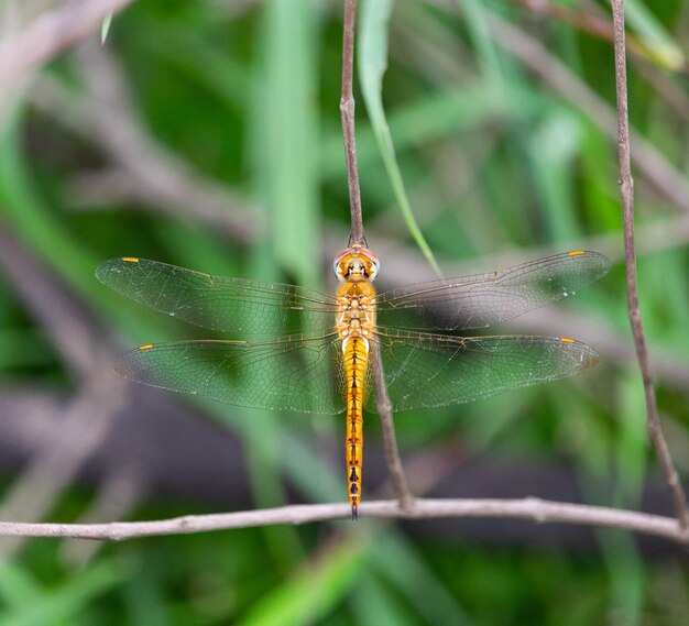 Close-up of dragonfly on plant