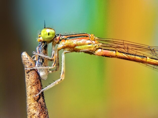 Foto prossimo piano della libellula sulla pianta