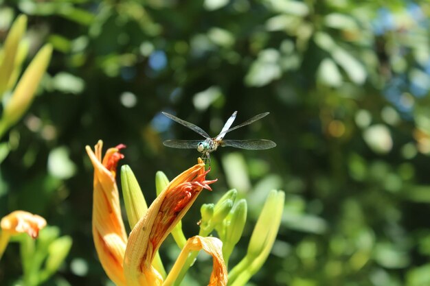 Close-up of dragonfly on plant