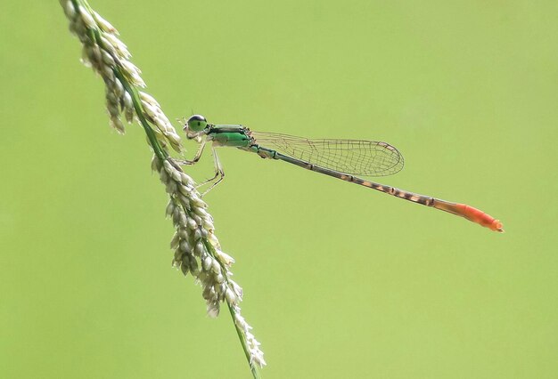 Foto prossimo piano della libellula sulla pianta